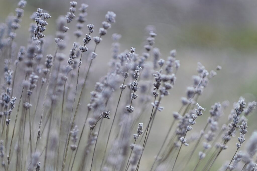 lavender, nature, plant-4976080.jpg